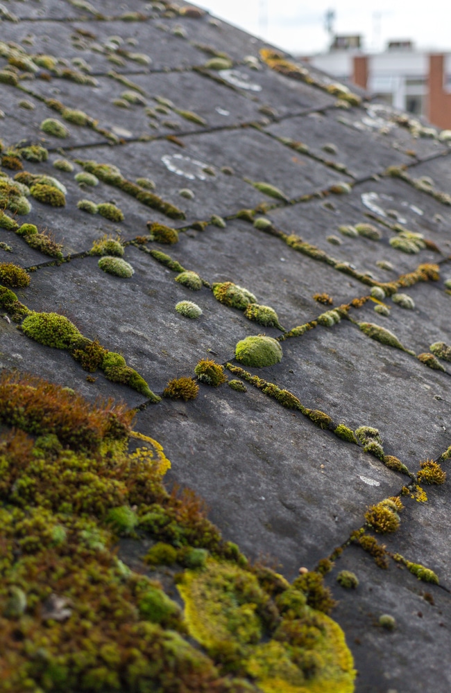 If moss is allowed to grow rampant, the roof will need rennovation