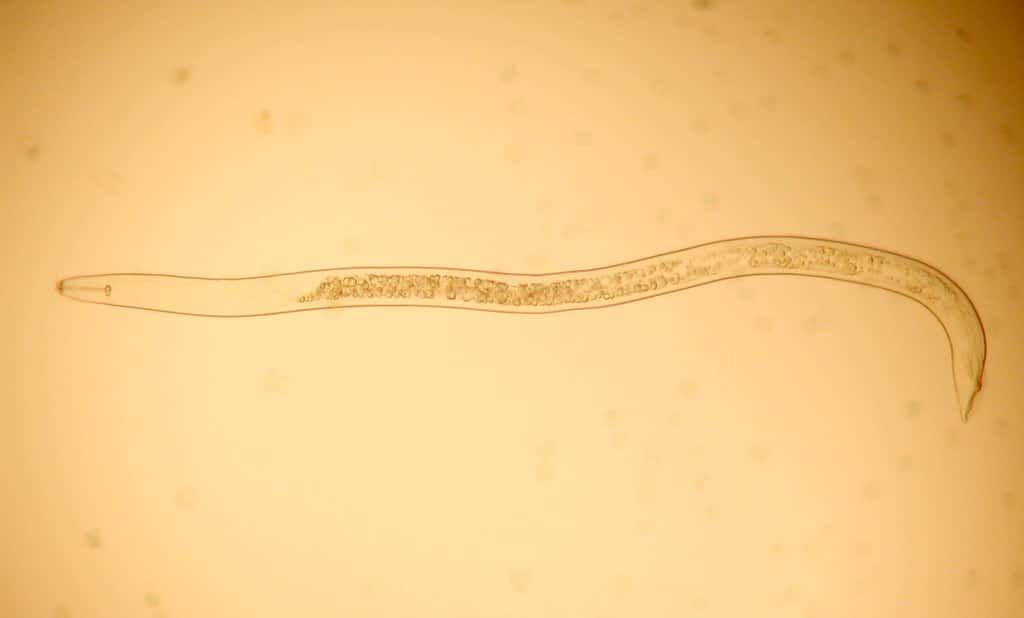 Nematode Microscopic nematode that can potentially damage hostas.