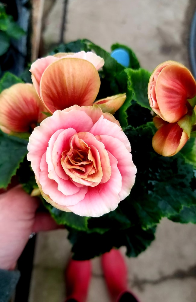 Non-stop begonias with big flower bloom