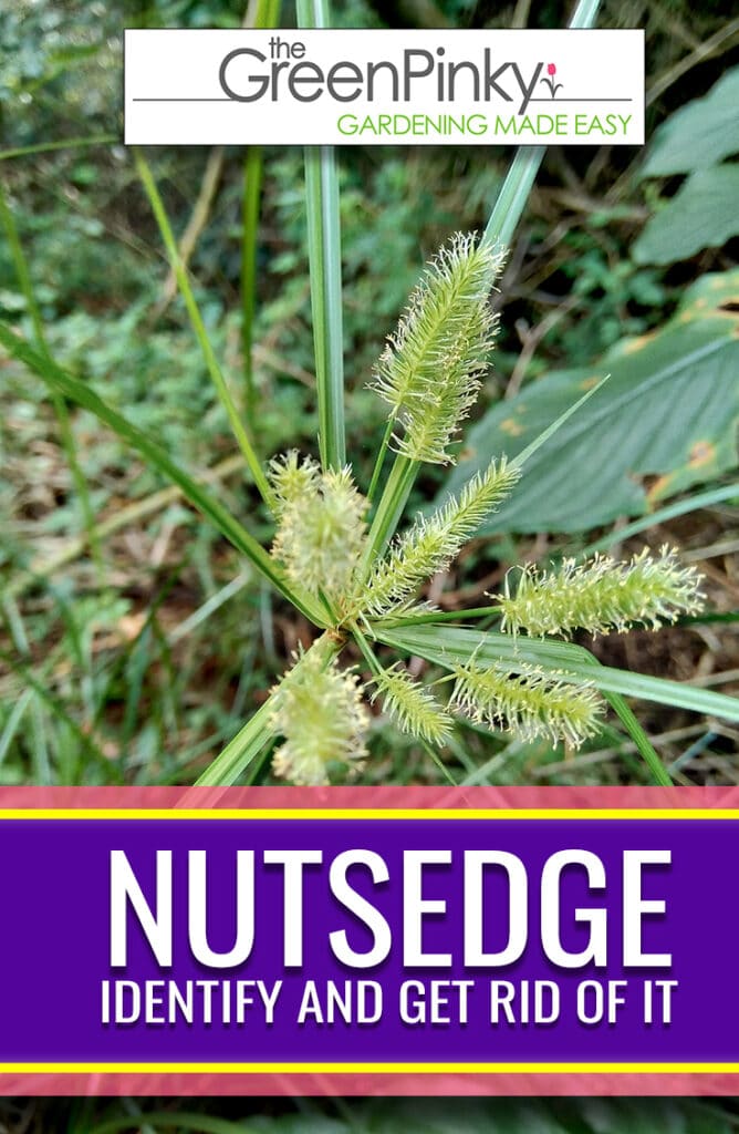 Identifying and removing nutsedge is not difficult with a guide.