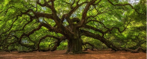 Oak trees need to be cared for properly to have optimal growth