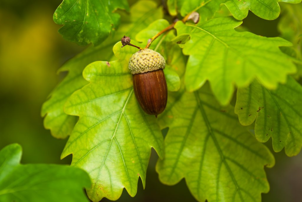 Acorn produced by an oak tree