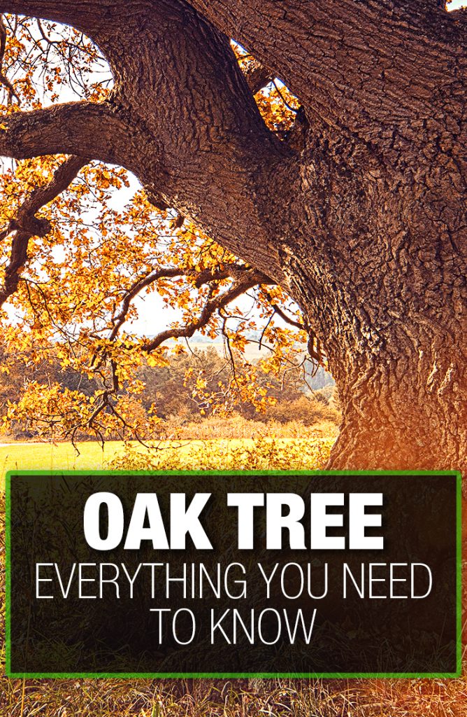 Oak Trees — What To Know? Our Guide with Tips (that Work)