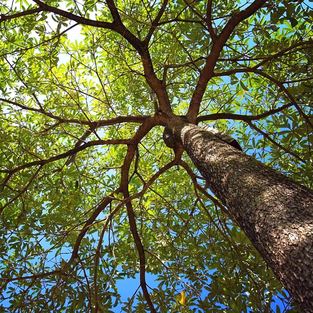 Foliage of the oak tree canopy.