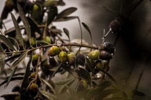 Olives growing from an olive tree that has been given proper care