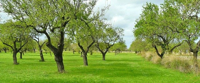 A field of healthy olive trees receiving the proper sun and water