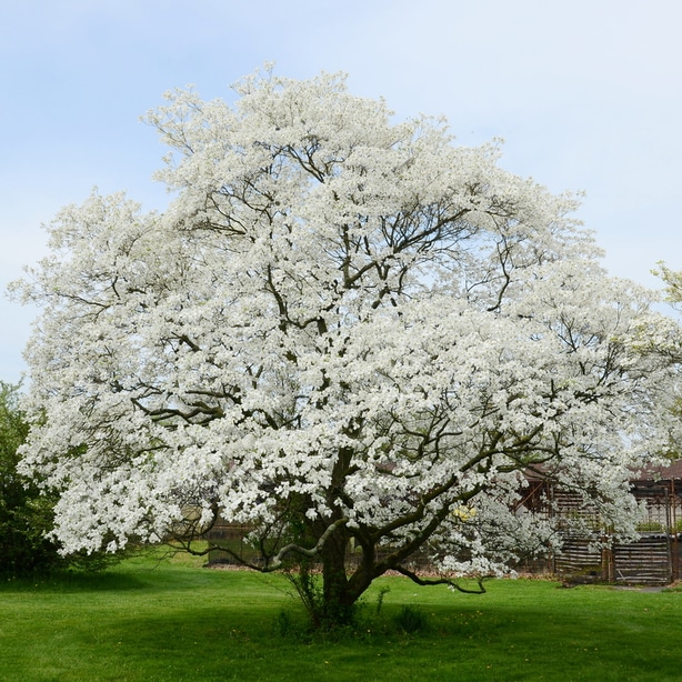 Ongoing dogwood maintenance requires proper fertilization and water