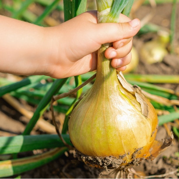 A harvested onion showing its bulb stage within its life cycle