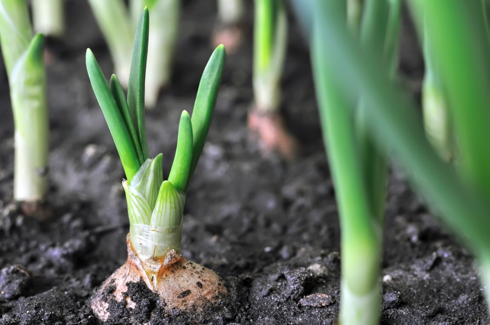 Onions are wonderful pest repellants for watermelon