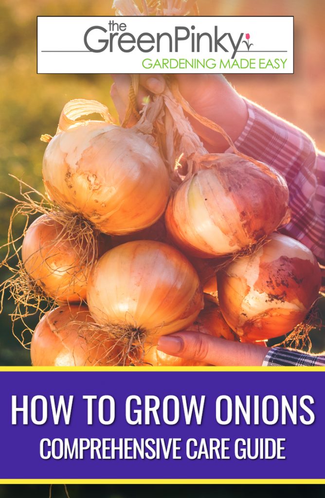 Healthy harvested onions are a result of proper care and maintenance.