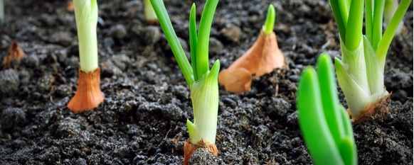 Onions ready for harvest after being given proper care