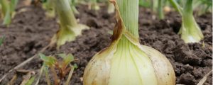 Onion in its life cycle that is ready for harvest