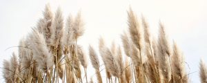 Optimal growth of pampas grass requires a proper guide