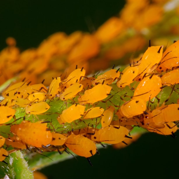 Orange aphids Aphids can be found in all types of different colors.