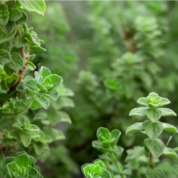 Oregano is a useful herb in italian dishes that can be used to deter moths