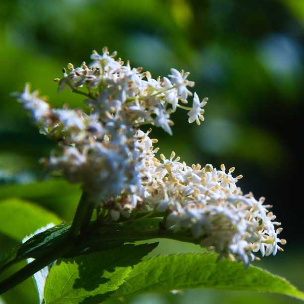 Pagoda dogwood produce unique flowers as you grow them.