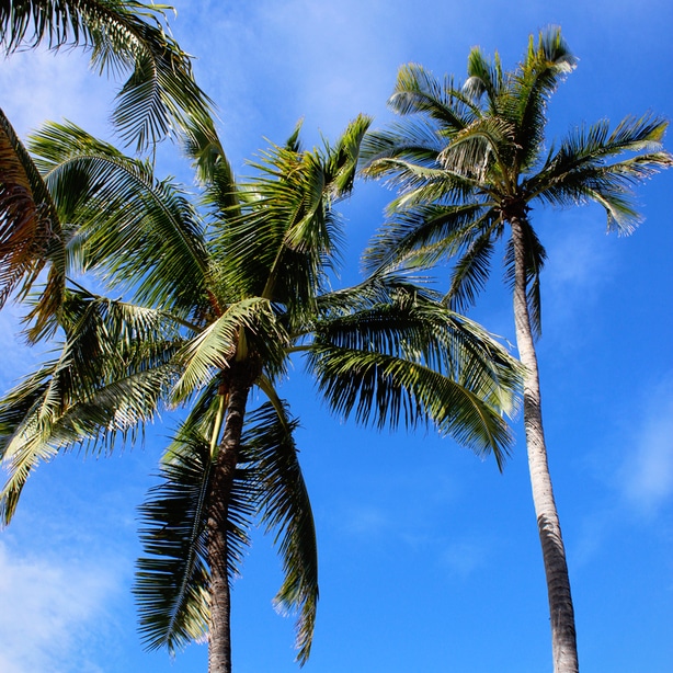Palm trees grow strong and tall when given the right growing circumstances