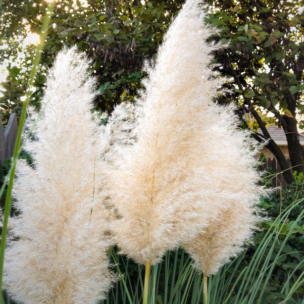 Healthy pampas add a sense of elegance to a property.