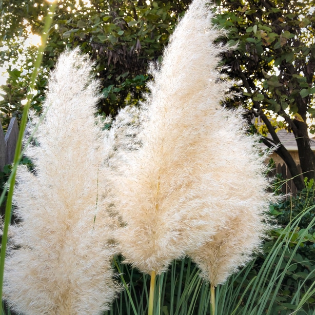 Healthy pampas ornamentals