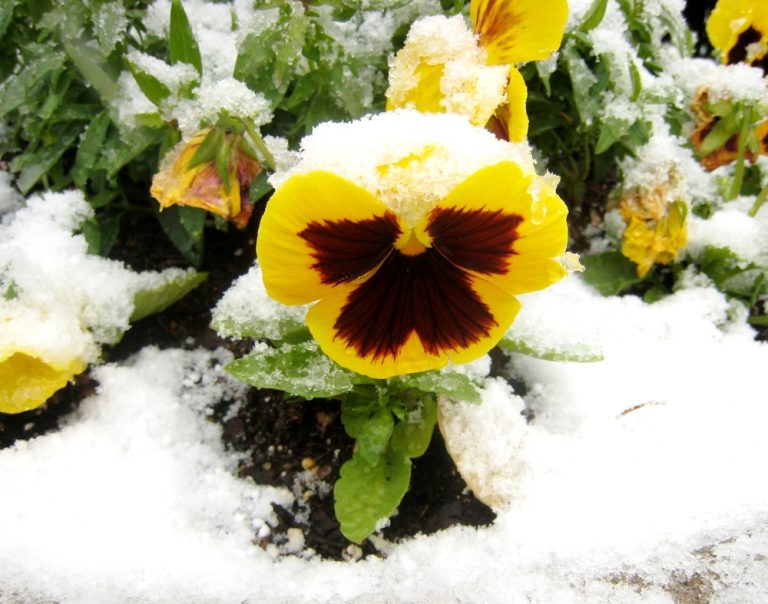 What Are Winter Pansies? ??? How to Grow Them (with Success)