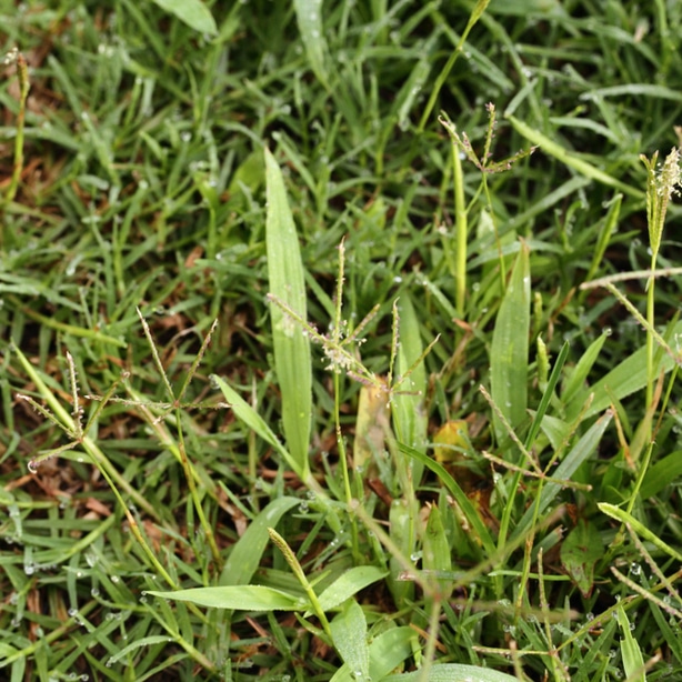Paspalum notatulum can be either a weed or a turf grass depending on the situation and context.