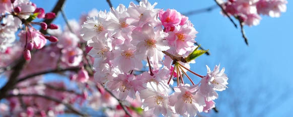 Pastel pink and white flowers fill the canopy