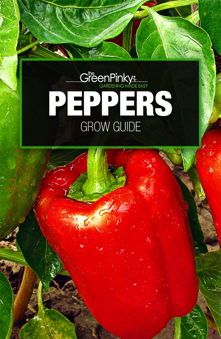 How to Grow Peppers? — Our Guide with Tips (that Work)
