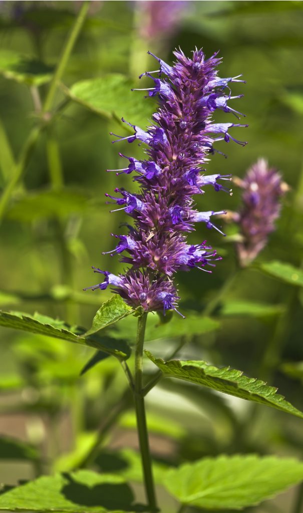 Peppermint flower bloom growing healthily