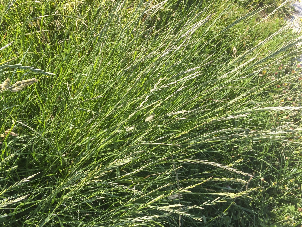 This image shows perennial ryegrass which is a type of ornamental