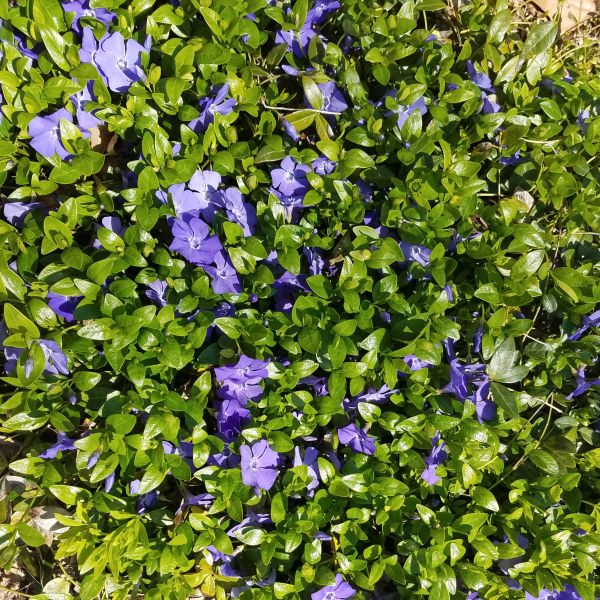 Periwinkle Purple periwinkles can add violet color.