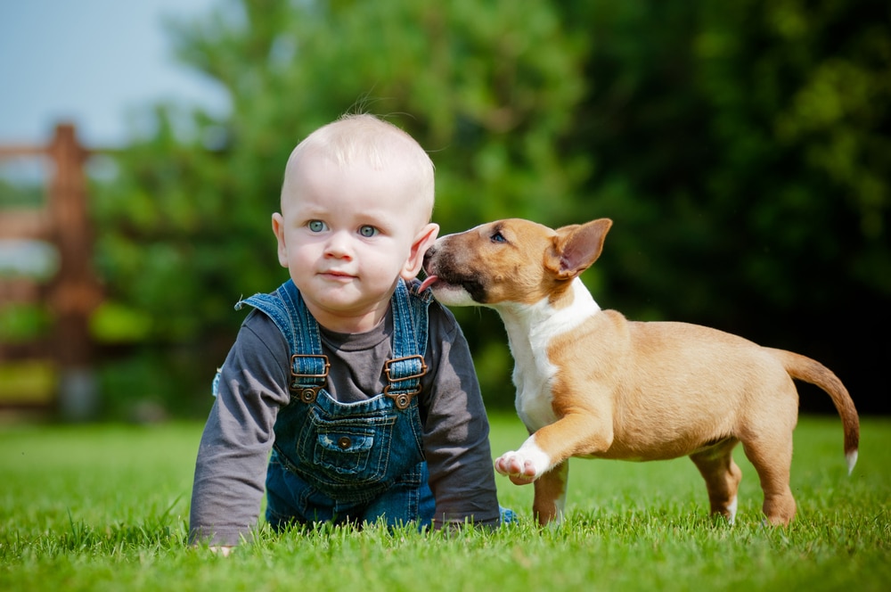 A toddler and a dog play on the lawn