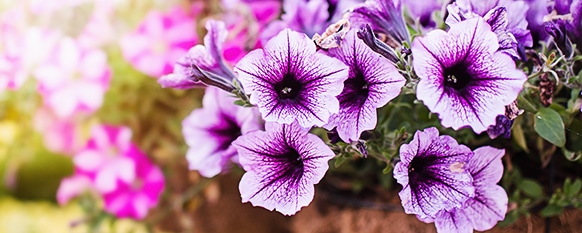petunia flowers require proper care to bloom