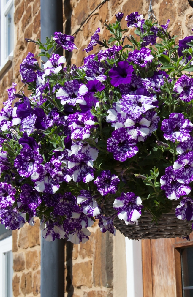 Petunia flowers healthy Healthy petunias require proper fertilization for optimal growth