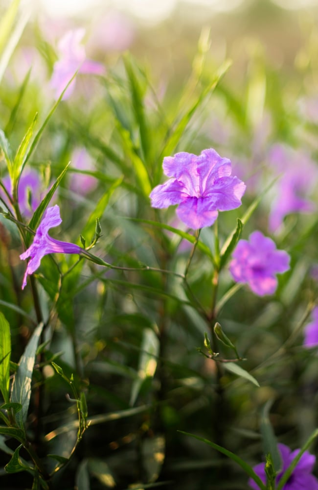petunia proper npk ratio With proper N-P-K ratio, petunias will flourish