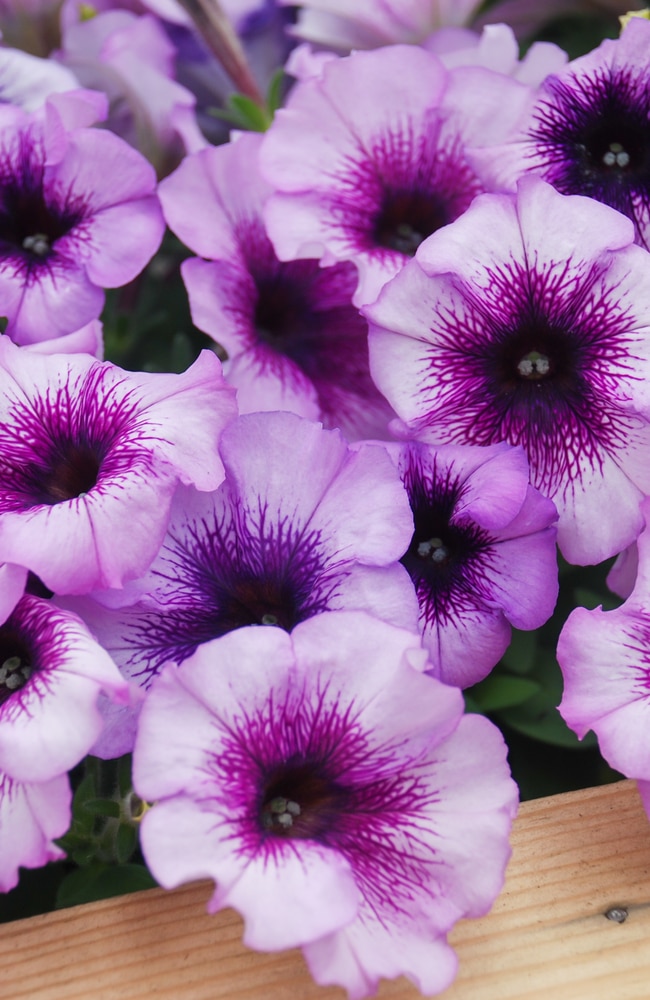 petunias care growth Petunias require proper care and sun to grow