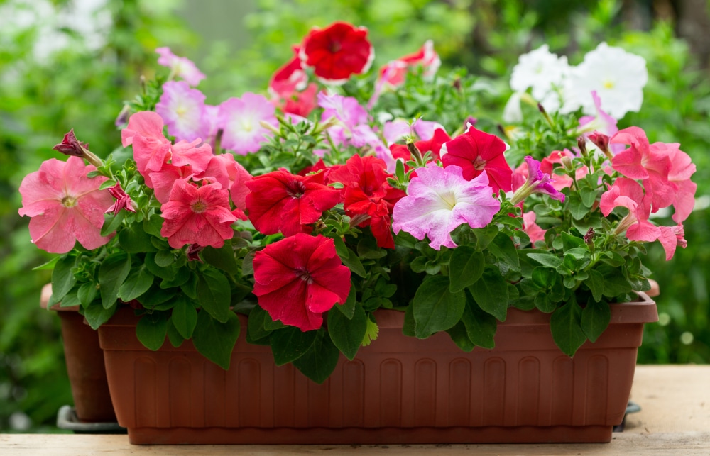 Petunias match well with many gardens