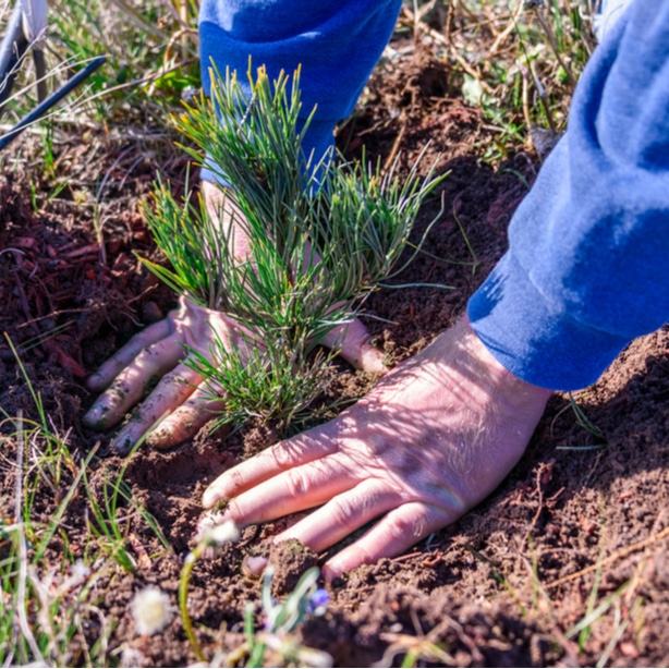 Surround pine sapling with dirt.