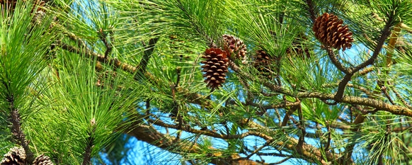 Pine tree needles growing healthy