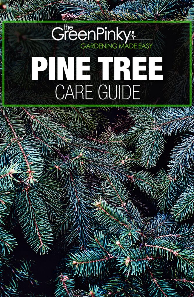 Pine Tree Growing Guide — Tips (that Work)