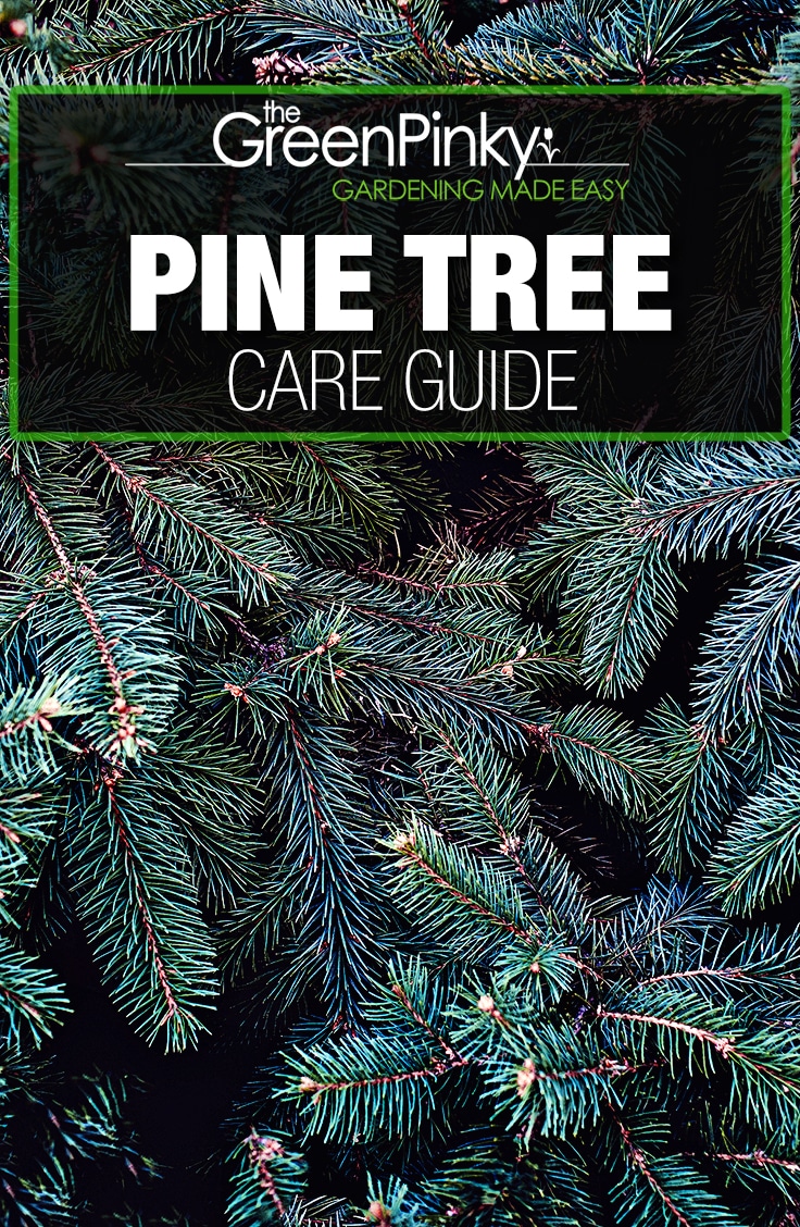 Pine Tree Growing Guide — Tips (that Work)