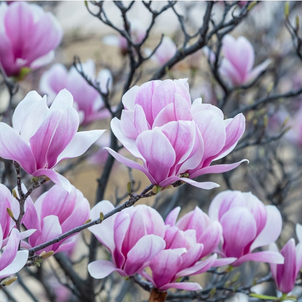 The pink blooms have delicate petals and add a huge contrast to the brown branches.