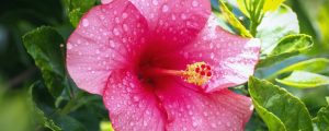 Pink hibiscus plant receiving proper water