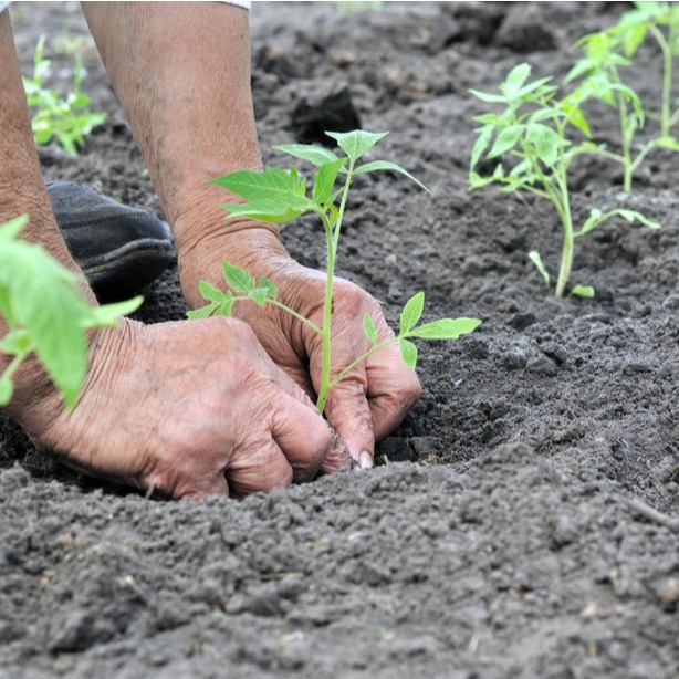 Ensure proper spacing to allow tomatoes to grow to right size.