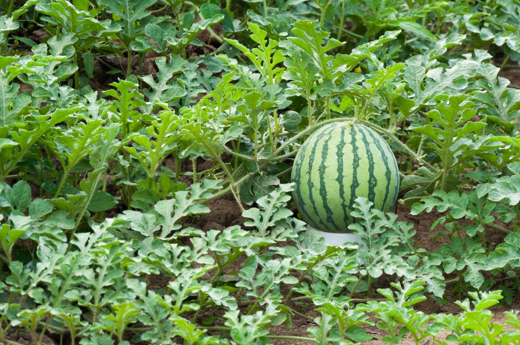 A plump watermelon sitting in a garden almost ready to be harvested