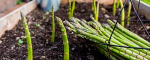 How to Plant Asparagus Seeds