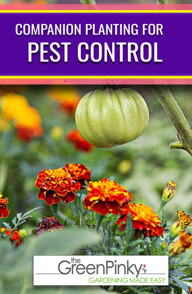 Planting together prevents pests By using the innate properties of different plants, you can prevent some pests from taking over your garden.