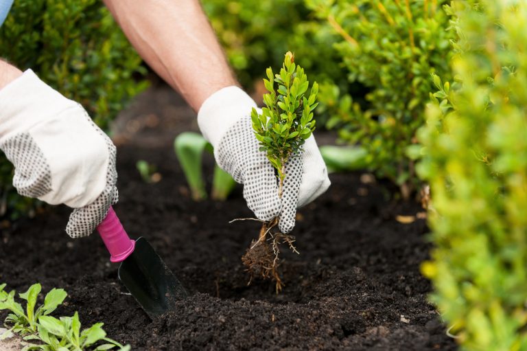 What is the Best Time to Plant Bushes? — Tips & Considerations