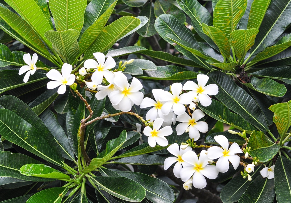 Healthy alba flowers