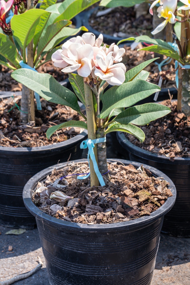 Local nursery propagating by staking a branch