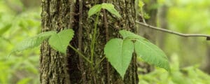 Poison ivy growing on tree needs to be safely removed